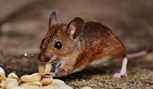 24 Hour & Emergency Exterminators in Vassar, MI